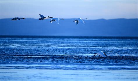 青海湖什麼時候封湖與其生態保護策略有何關聯